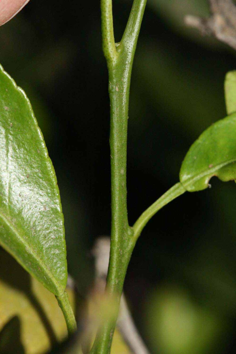            First year twig (Riverside, CA)   